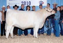 Then another full sister to Rapid Fire, PZC TR Bomshell 941 comes into the ring next and a flush sells for $8,500 to the Kenneth Voboril Family in Kansas!