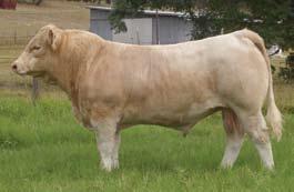 MISS MONGO E53 EPDs: 5.3-0.6 24 41 10 3.4 22 M.A.C. Cattle, Mac & Connie Smith, Horse Cave, Ky.