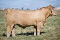 n You will remember her from her famous bred heifer picture that captured the attention of many in the Charolais and club calf world.
