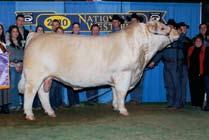 n His dam was the powerful calf at side of her dam when they were selected the 2007 AIJCA Junior National Grand Champion Female.