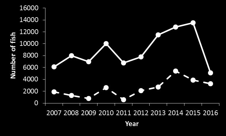 Figure 4 Estimated number of North American and European Atlantic salmon caught at West Greenland from 1982 to 2016 (left panel) and 2007 to 2016 (right panel).