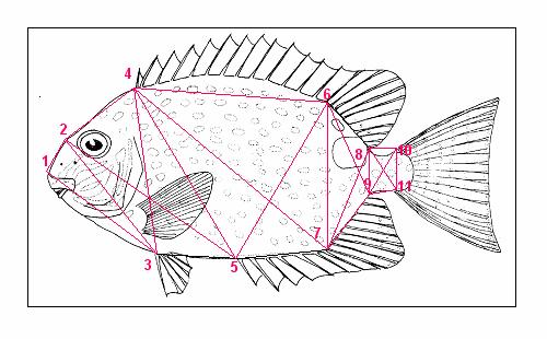 number of rays, dorsal and pectoral fins seem to be determined by metabolism, whereas the early determined characters, e.g.