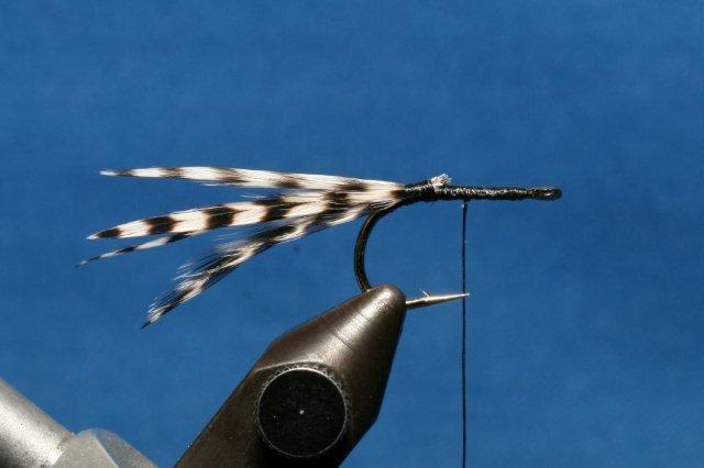 2mm-black foam Legs: Grizzly-barred medium white rubber legs Body: Peacock herl and Grizzly rooster saddle hackle Tying Instructions 1. Lay down a thread base.