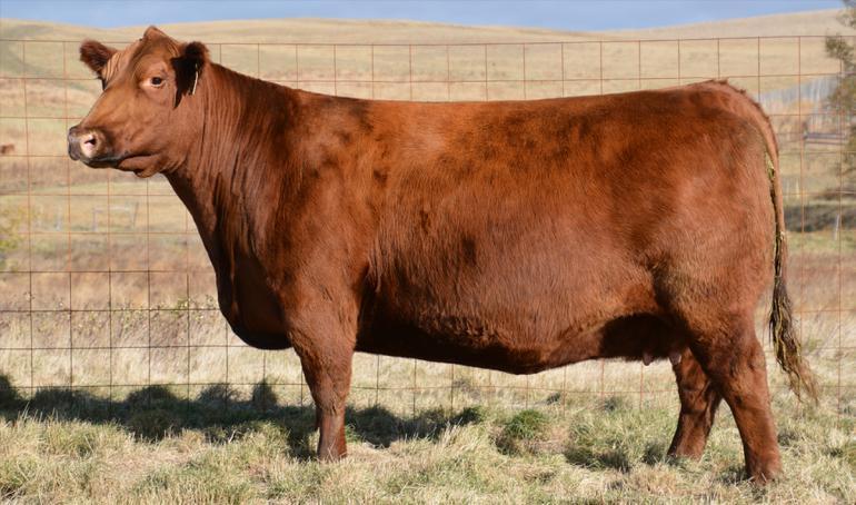 LOT 5 RED SIX MILE PRICELESS 268P RED JAS BELLE 3M Red Six Mile Favorite 890S SIXM 890S CALVED 06/03/2006 REG 1353710-3.