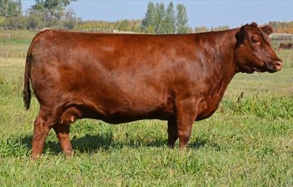 An outstanding Mambo daughter out of the prolific Blairs. Ag donor cow, 63K, making her a full sister to the popular National Champion female, 41N. 221W is wide made, stout boned and extra powerful.