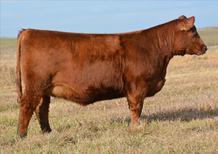 Sells as Lot 49 D au g h t e r of Lot 9 LOT 9 Red Blair s Lass 221W BNC 221W CALVED 01/03/2009 REG 1542614 RED YY RED KNIGHT 640F RED TER-RON MAMBO 28K RED ALDER ABG STAR DUST 8G RED SSS BOMBER 907G