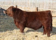 Her dam, RED SIX MILE ULTIMATUM 409U 13X, is a proven producer that has earned the right to be a donor in our ET program.