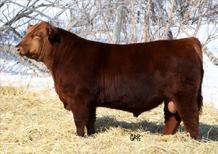 steeped in maternal heritage. Her dam is a CAA Elite Dam with an incredible average wean index of 111.