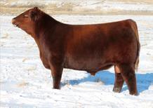 Signature is a rare combination of power and performance with remarkable phenotype and structure. He was awesome as a calf, winning championships at the Agribition and National Western.