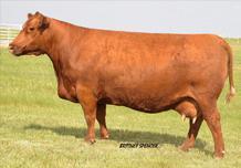 4 66 106 16 -- North Dakota 27B was the lead off Red Angus bull at the Rust Mountain View bull sale this past spring.