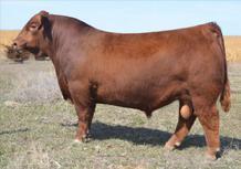 7 54 83 21 - We are excited to introduce you to Copper Lady 8T, a fantastic donor originating in the Towaw herd.