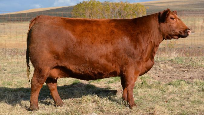 Embryo Offering LOT 58 Signature x Lakoto 35W PACKAGE OF 4 EMBRYOS (projected pedigree) Guarantee of 2 pregnancies if implanted by a certified technician.