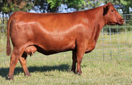 Embryos sired by the $102,000 high selling bull at the 2015 Denver Western Heritage sale, and out of the 2014 Agribtion champion female sired by Indeed.