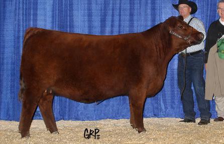 LOT 60 Flashback 446B x Meg 169Z PACKAGE OF 4 EMBRYOS (projected pedigree) Guarantee of 2 pregnancies if implanted by a certified technician.