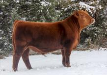 0 62 90 20 51 Lot 60 Sire AHL Flashbac k 446B LOT 61 Signature 295B x Countess 6125 PACKAGE OF 3 EMBRYOS (projected pedigree) Guarantee of 1 pregnancy if implanted by a certified technician.