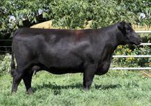 She is a member of our founding Black Angus cow family, the Blackbirds that originated out of the Rose Hill Angus dispersal She has a high selling son at