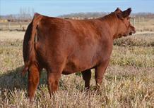 Plus she has the genetic makeup to be the next great one as her dam, Monique, has produced several big time individuals, most notably Red Hips Stout and now her two daughters that