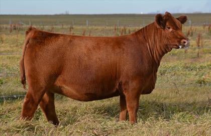 This fantastic Monique heifer deserves an entire page of footnotes. This is definitely one to consider if you re looking for the next show prospect that will go on and make a breed leading donor.