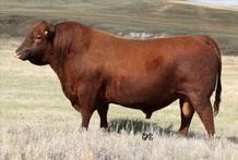 Selling Choice of Lot 97 or 98 LOT 98 Red Six Mile Sexy Syringa 370C SIXM 370C CALVED 12/03/2015 REG 1873049 RED SIX MILE