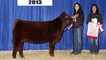 A very special individual. Her maternal sister was 2013 Jr. Heifer Calf Champion and is now a donor female for Josh Tolbert, OK.