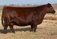 1 42 69 18 40 Attention Red Angus Enthusiasts! Here s a special lot added at the last minute to cap off the Genetic Focus 15 offering.