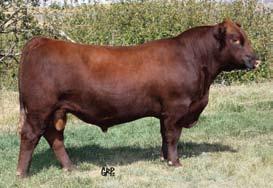 We wanted to offer the very best we could and we have really opened it up here. She is either bred to the immortal Indeed or our up and coming superstar, the $20,000 outcross bull, New Era.