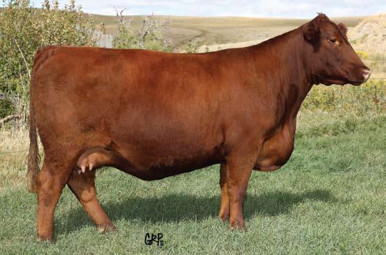 Choice Lot - Lot 11 or Lot 12 This super capacity two year old is one we have a hard time parting with, for sure. The Selma cow family is near and dear to our hearts.