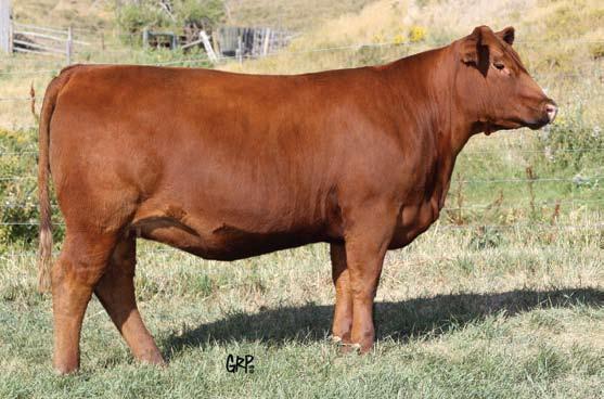 Feature Bred Heifers Lot 14 is a proud representation of the type of females Sakic can sire. This stout, complete female s dam, 570R, is a designated ELITE DAM.