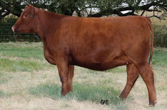We are crazy to offer a female of this caliber for sale, especially considering that she has been confirmed safe in calf to the $65,000 Game Face bull.