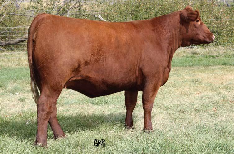 We like her so much, that we would like to show her at Agribition for the new owners if they so wish.