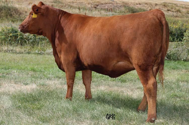129Y then went on to index 114 at yearling as well, ranking her #1 at weaning and #2 at yearling. These Game Plan females are getting it done in the pasture and the show ring.