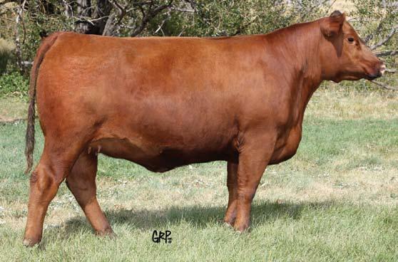 Feature Bred Heifers 179Y Red Six Mile Timberline 880W Service Sire of Lot 18 A sale attraction with an impeccable EPD profile.