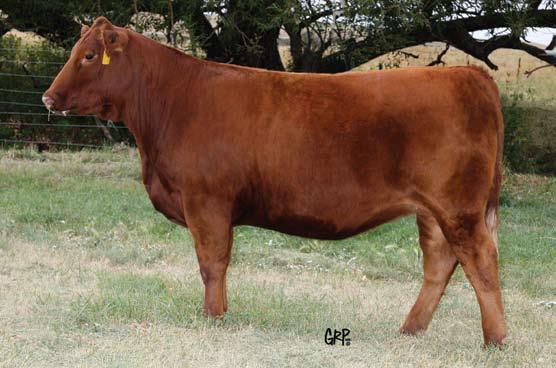 Perhaps our best known Norsemen King daughter is Shawnee 116T who is the dam of the Genex sire, Win-Chester 745W and the Accelerated sire, Ruger 221X.