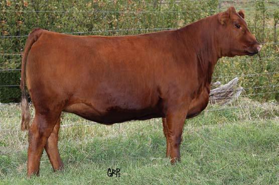 Feature Bred Heifers Red Six Mile Lassie 377P Dam of Lots 20 & 21 273Y The genetic combination of Lassie 377P and Reload is as predictable as they come.