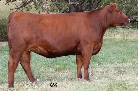 The dam of both Lot 20 and 21 is the show stopping female, Red Six Mile Lassie 377P who holds the title of high selling female at the historic Red Roundup sale.