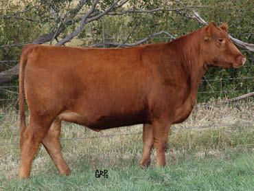 Focused On Females Sale 383Y 22 Red Six Mile Lakoto Lee 383Y RED TER-RON FULLY LOADED 540R RED 6 MILE FULL THROTTLE 171T OSF RED SIX MILE WITZEL 360J OSF 1606822 SIXM 383Y 21/03/2011 RED HEARTLAND