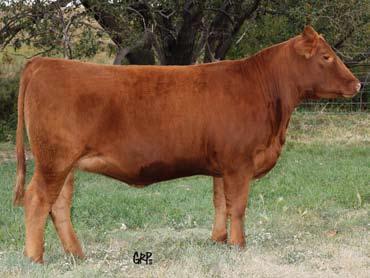 LAKO 25C RED CUMNOCK LAKOTO 265A 84 lbs. 609 lbs. 873 lbs. 0.1 47 76 24 48-0.12 0.27 Throttle and Indeed team up to produce this very attractive front pasture kind of female.