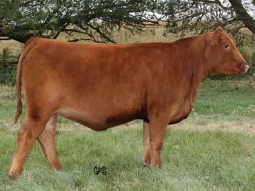 A maternal sister to Lot 7 that sold in last year s sale for $9500 to Glengary Ranch, AB and she is raising a very promising bull calf for them.