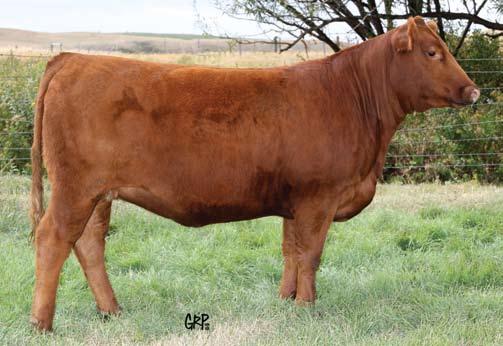 Focused On Females Sale Peak Dot Predominant 135S Sire of Lot 28 Stewart Miss Pathy 350N Dam of Lot 28 396Y A unique outcross heifer sired by Predominant 135S.