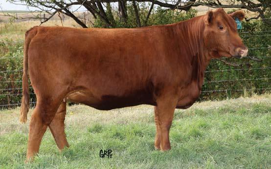 Focused On Females Sale Red VGW Game Plan 816 Service Sire of Lot 30 244Y An excellent brood cow in the making. Lassie 244Y earned a 109 wean index at the side of her stylish dam.