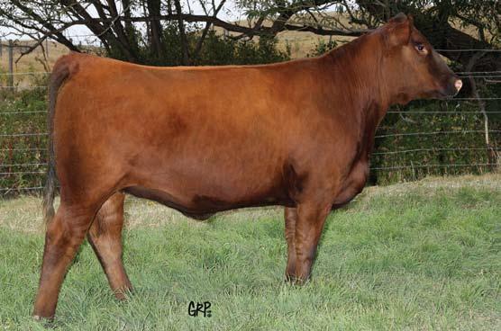 Focused On Females Sale Red Six Mile Hired Gun 137Y Service Sire of Lot 32 108Y Striking femininity are adequate words to describe this female.