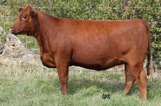 Bred May 21 Red Six Mile Hired Gun 137Y Exposed June 5 July 10 Red Six Mile Timberline 880W 32 Red Six Mile Lakota 108Y 1606762 SIXM 108Y 31/01/2011 RED LCC IMF B054M RED VGW GAME PLAN 508 AMF OSF