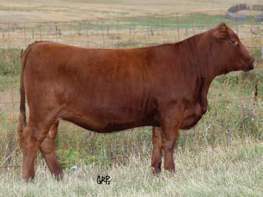 726 lbs. 993 lbs. -0.4 60 93 15 46-0.05 0.32 Another young female with loads of potential in her future. She has posted indexes of 118 and 115 at weaning and at yearling respectively.