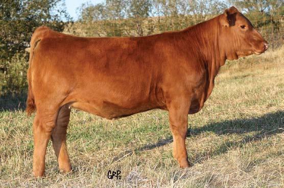 Feature Heifer Calves Red Six Mile Wind Chill 828W Sire of Lots 36 & 37 164Z Stunning profile and loaded with class. The Syringa cow family has been an important building block at Six Mile.