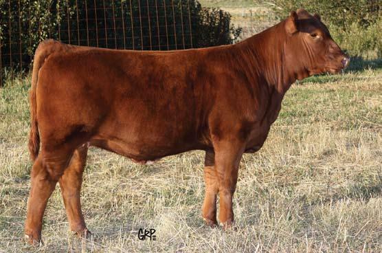 Wind Chill sired the Reserve National Champion Red Angus Bull at Denver 2012 Red Six Mile Smokin Gun 133Y, he also sired the Champion Junior Heifer Calf Champion at that same show, Red Six Mile Marta