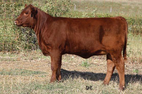Berry 294Z is sure to be a hit on sale day and an even bigger hit as a herd matron in the near future.