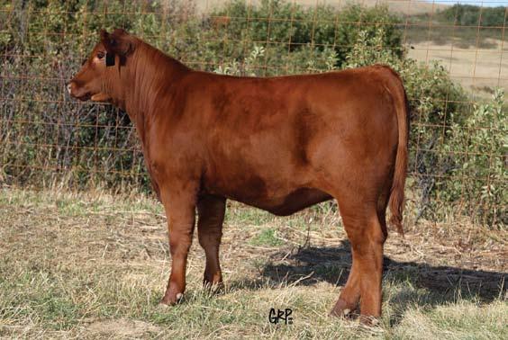 Focused On Females Sale Red Six Mile Ruger 221X Sire of Lot 40 279Z This class act is sired by the Accelerated sire, Red Six Mile Ruger 221X. Ruger... remember that name because after his first sons sell next year in our bull sale, you will want to be a part of this gene pool!
