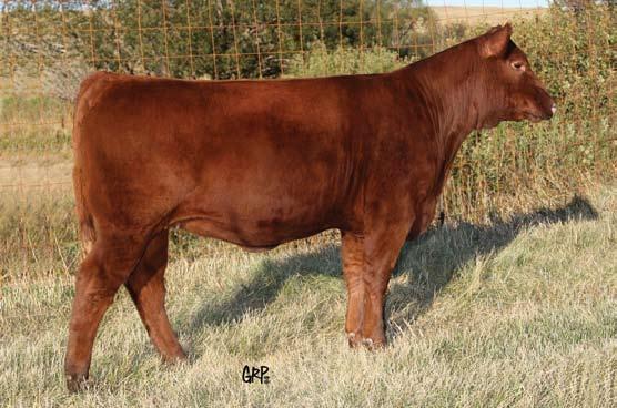 Focused On Females Sale Red Six Mile Gamer 224X Sire of Lot 40 53Z Empress is truly a phenomenal show prospect with the EPD profile to complement her deep red, sweet fronted phenotype.