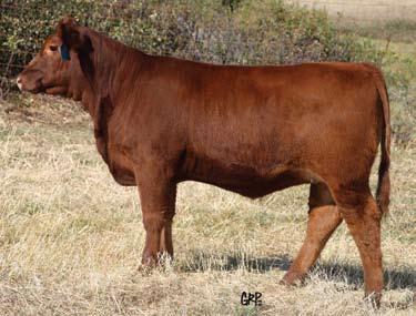 Focused On Females Sale 113Z 44 Red Six Mile Countes 113Z RED SIX MILE AVIATOR 217P OSF RED SIX MILE SAKIC 832S OSF MAF RED SIX MILE SIERA 257P OSF 1694807 SIXM 113Z 25/02/2012 RED WILDMAN DENALI 19L