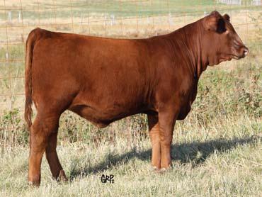 This snappy heifer calf s maternal brother was selected by Summers Red Angus, MT from our spring bull sale. Yet another junior show prospect.